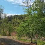 Vue sur le parc national de Tyresta lors d'une randonnée de deux jours