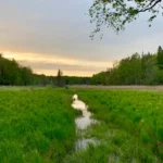 Sereno humedal en el Parque Nacional de Tyresta al atardecer, con exuberantes praderas verdes y un arroyo serpenteante que refleja el cielo nocturno.