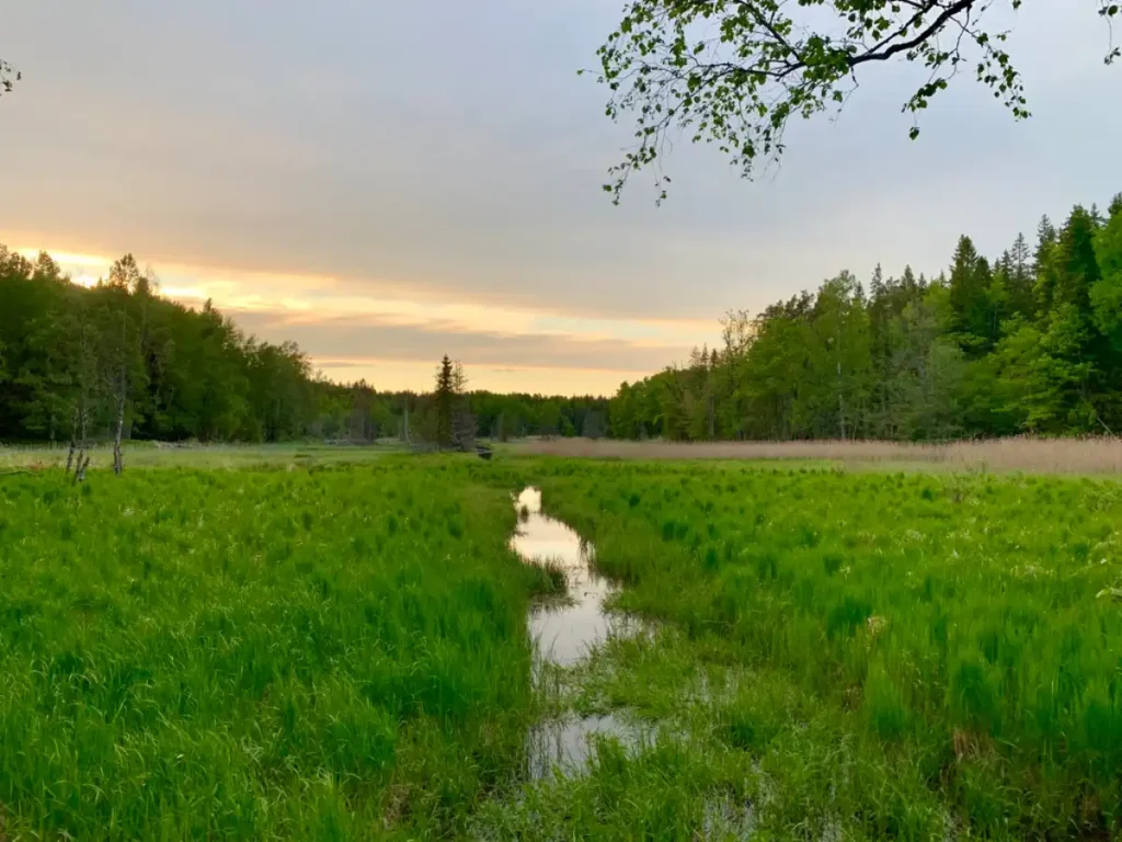 Photo de la forêt dans le parc national de Tyresta