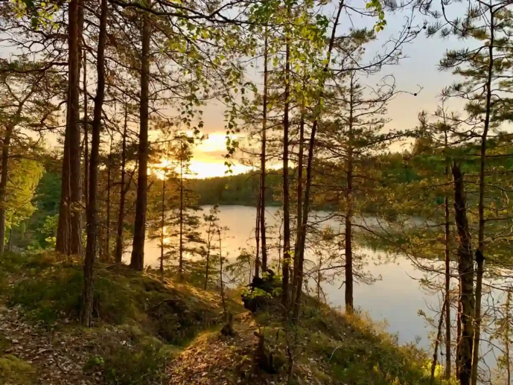 La lumière de l'heure dorée filtre à travers les pins, surplombant un lac calme dans le parc national de Tyresta, créant une scène de nature paisible.