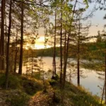 La lumière de l'heure dorée filtre à travers les pins, surplombant un lac calme dans le parc national de Tyresta, créant une scène de nature paisible.